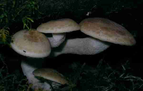 Ulmenseitling-Hypsizygus tessulatus