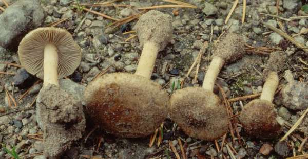 Buchtigsporiger Faserkopf-Inocybe dunensis