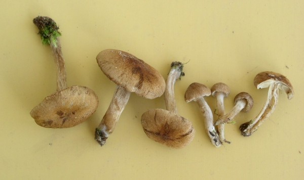 : Risspilze, Wirrköpfe-Inocybe malenconi var.megalospora