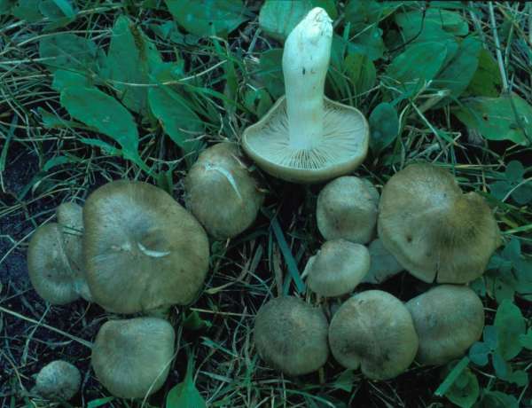 Geselliger Rasling-Lyophyllum fumosum