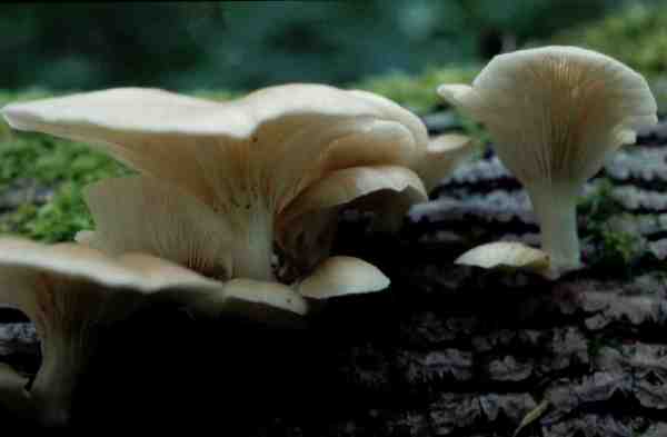 : Seitlinge-Pleurotus ostreatus var.salignus