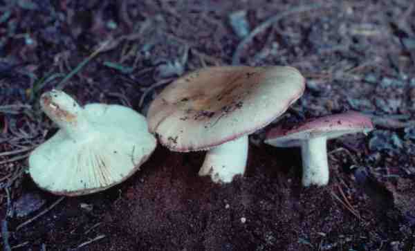 Ausblassender Birkentäubling-Russula exalbicans