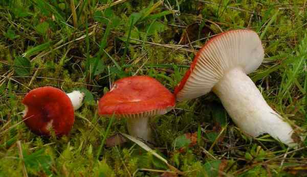 Hochgebirgsspeitäubling-Russula nana