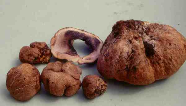 : Hartboviste-Scleroderma cepa