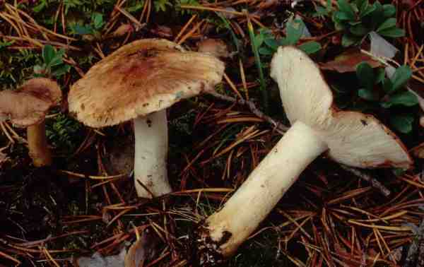 Rotfleckender Kiefernritterling-Tricholoma stans