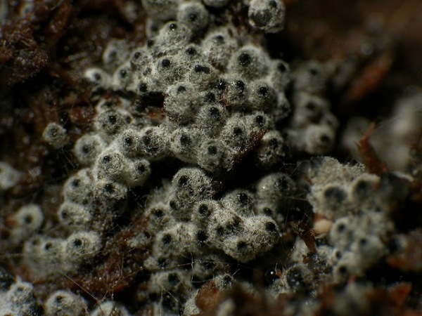 :-Cercophora coprophila