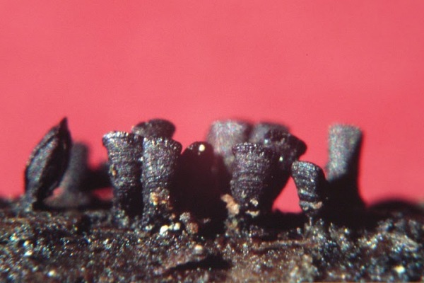 Keilförmiger Kohlenpilz-Glyphium elatum