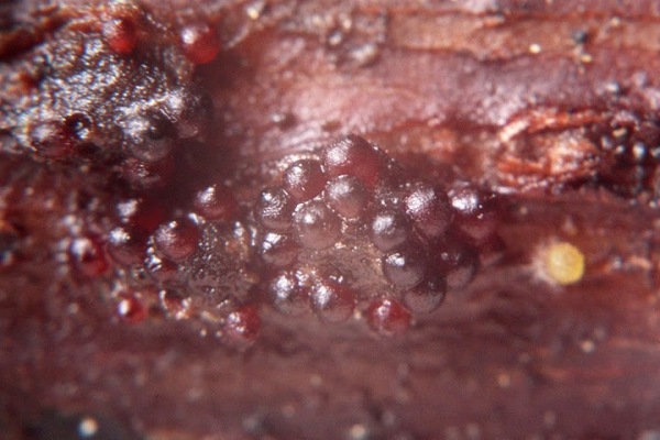 Brustförmiger Pustelpilz-Nectria mammoidea