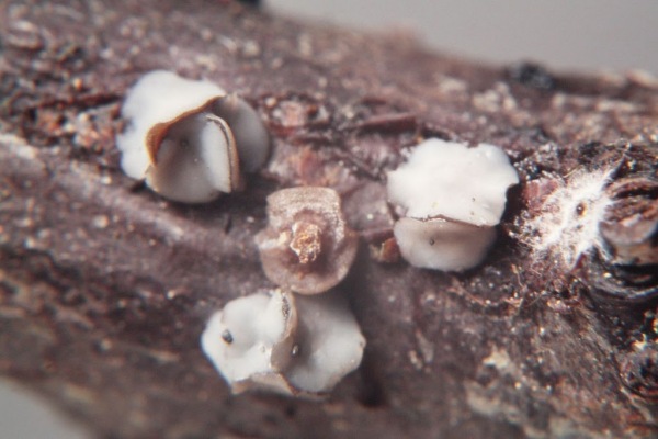 Rosenholz-Büschelbecherchen-Encoelia fuckelii