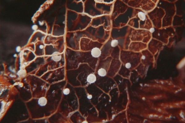 :-Lachnum microsporum