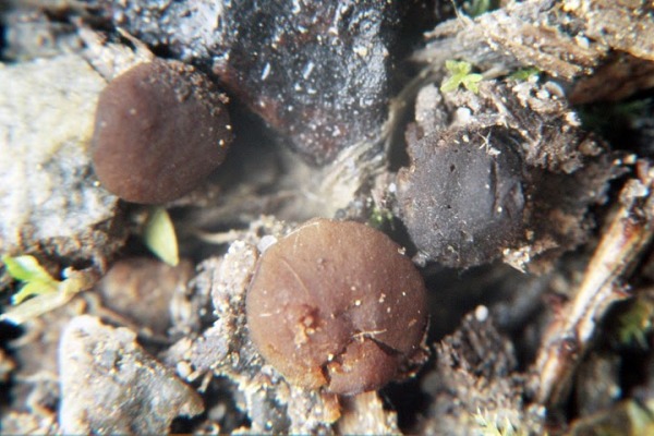 Sepiabrauner Becherling-Peziza sepiatra
