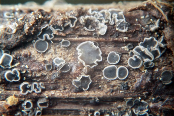 :-Pyrenopeziza carduorum