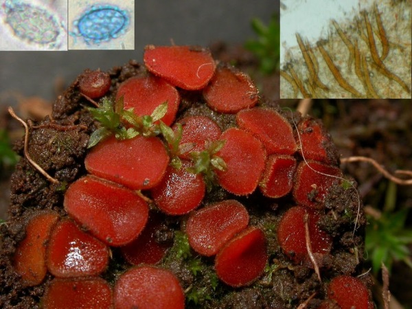 : Schildborstling-Scutellinia pseudotrechispora