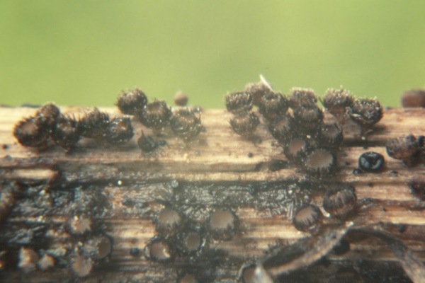 : Haarbecherchen-Trichopezizella relicina