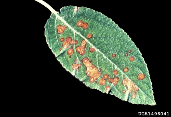 Traubenförmiger Kugelpilz-Botryosphaeria dothidea