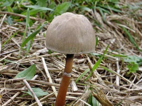Ringdüngerling-Panaeolus semiovatus