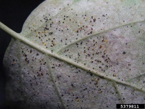 : Phyllactinia-Phyllactinia guttata