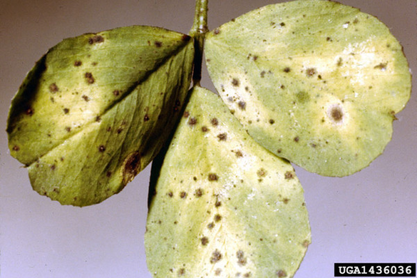 : Becherling-Pseudopeziza medicaginis