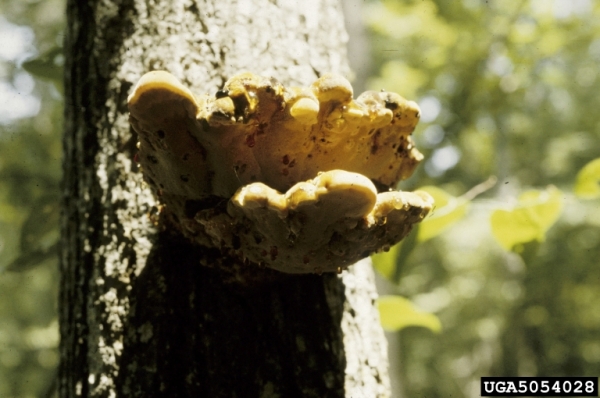 Eichen-Schillerporling-Inonotus dryophilus
