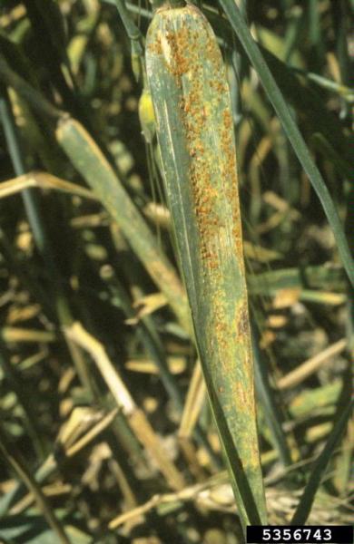 Zwergrost der Gerste-Puccinia hordei