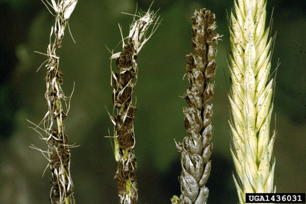 :-Ustilago tritici