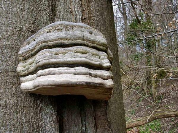 Echter Zunderschwamm-Fomes fomentarius