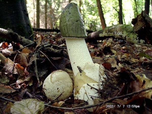 Stinkmorchel-Phallus impudicus var. impudicus