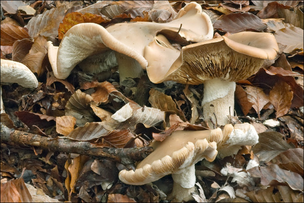 :-Melanoleuca grammopodia