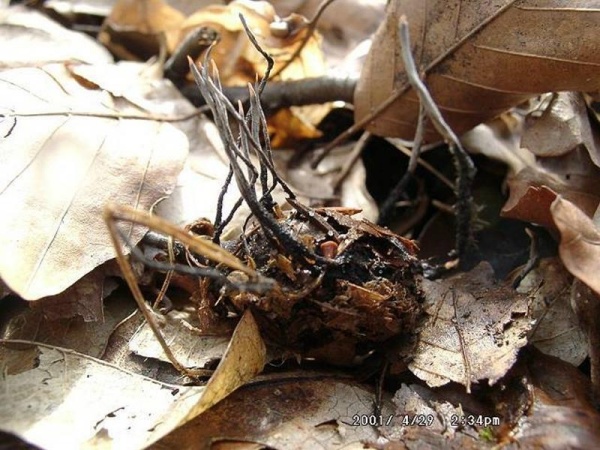 Bucheckern-Holzkeule-Xylaria carpophila