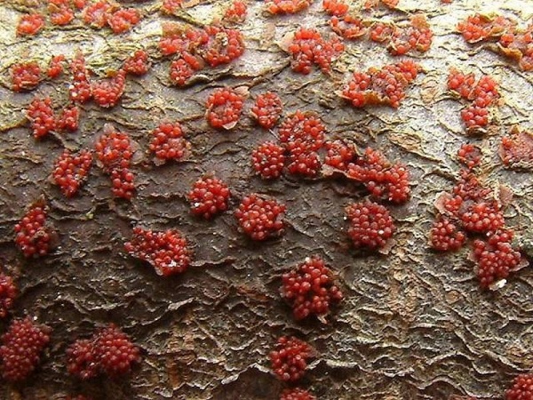 Scharlachrotes Pustelpilzchen-Nectria coccinea
