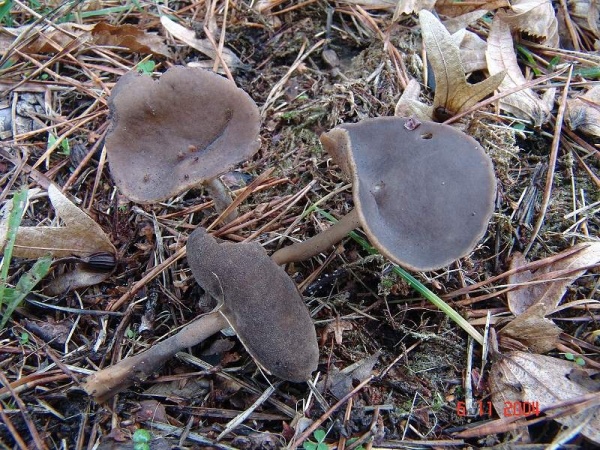 Wolligfilzige Lorchel-Helvella villosa