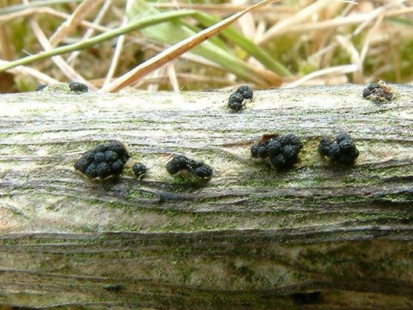 Berberitzen-Kugelpilz-Cucurbitaria berberidis