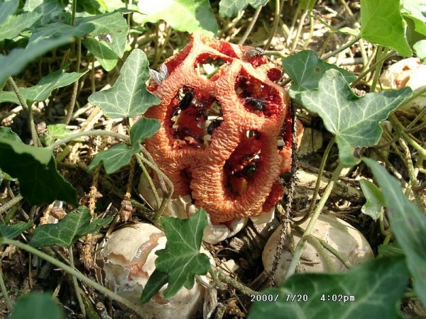 Scharlachroter Gitterling-Clathrus ruber
