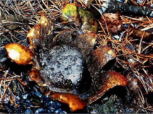: Hartboviste-Scleroderma polyrhizum