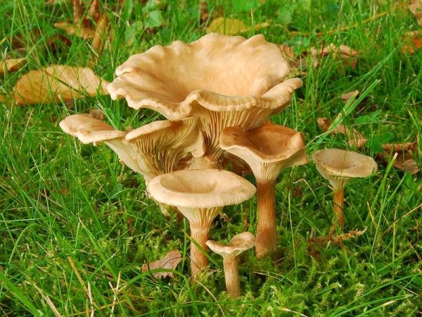 Kerbrandiger Trichterling-Clitocybe costata