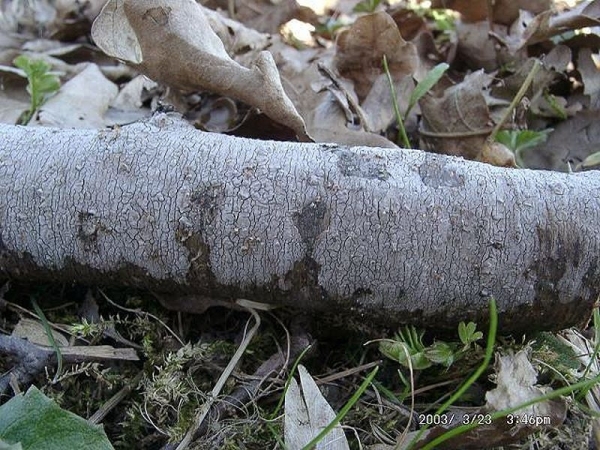 Aschgrauer Zystidenrindenpilz-Peniophora cinerea