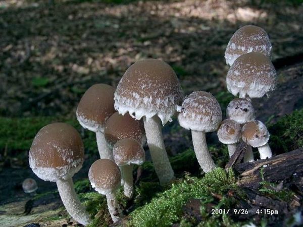 Nordamerikanischer Faserling-Psathyrella olympiana