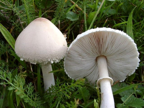 : Risspilze, Wirrköpfe-Inocybe heimii