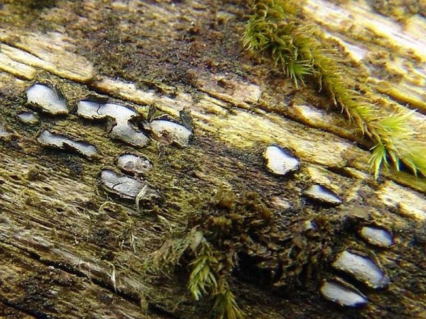 Grauweisses Holzscheibchen-Propolis versicolor