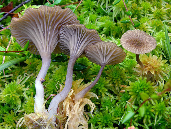 Heller Sumpf-Nabeling-Arrhenia philonotis