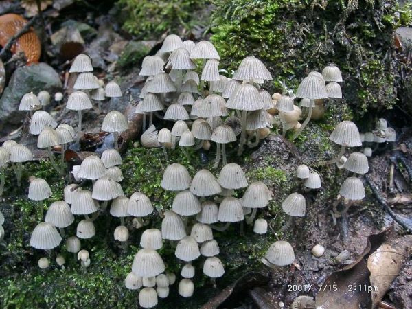 Gesäter Tintling-Coprinellus disseminatus