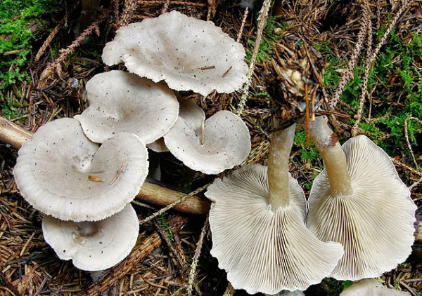 Kleinsporiger Mehltrichterling-Clitocybe ditopa