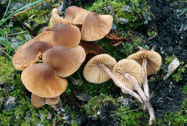 Bleiches Samthäubchen-Conocybe subpallida