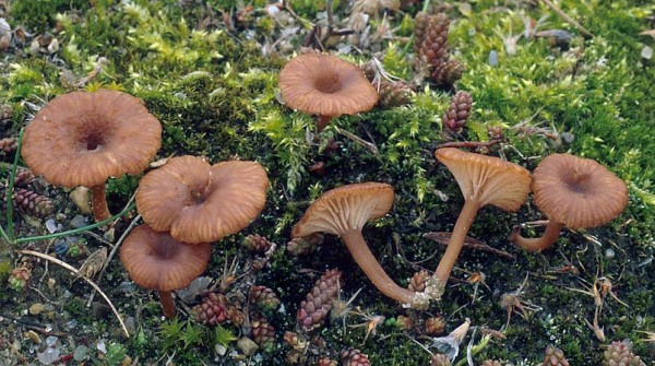 Rotbrauner Nabeling-Omphalina pyxidata