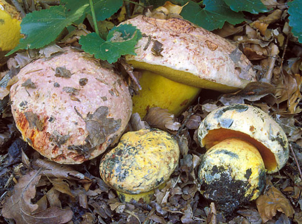 Blaufleckender Purpurröhrling-Boletus rhodopurpureus