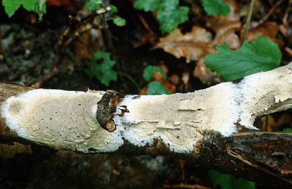 Dünnhäutiger Braunsporrindenpilz-Coniophora arida
