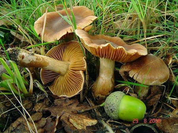 Erdigriechender Wasserkopf-Cortinarius hinnuleus