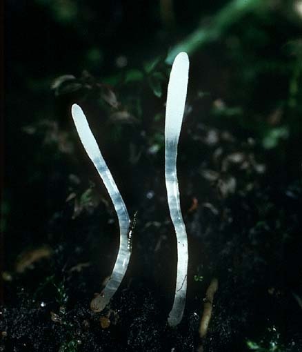 : Clavaria-Clavaria asterospora