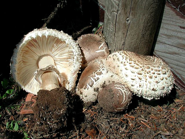 Macrolepiota rachodes var. bohemica GartenRiesenschirmling