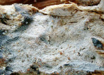 :-Tulasnella allantospora
